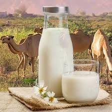 Making camel milk 'safer': Researchers combat E. coli and salmonella with new lactic acid bacteria